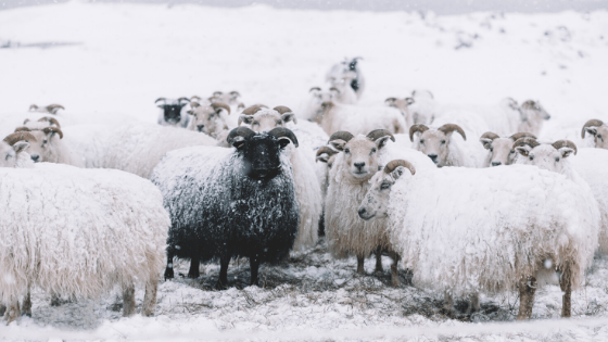 The Art of Contrarian Movement